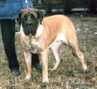 petsinform.com Jadviga