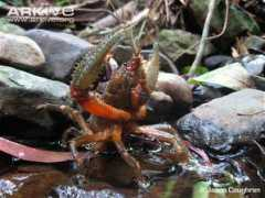 arkive.org Jagara