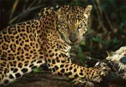 Jaguar