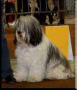 Jagusia