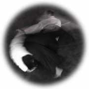 aikido-club-stuttgart.de Jahandideh