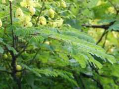 botanic.jp Jaibar