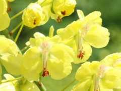 botanic.jp Jaibar