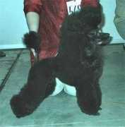 poodles-in-scandinavia.com Jainie