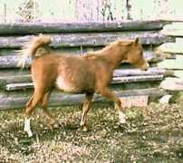 gothorsesonline.com Jakira
