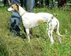 borzoi.org.ua Jaklin