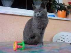 Jakoo