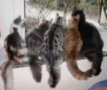 nordsternchens-katzen.de Jaliah