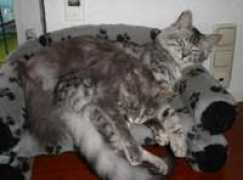 nordsternchens-katzen.de Jaliah