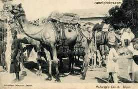 camelphotos.com Jalpur