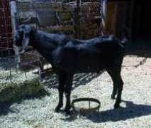 drinkgoatsmilk.com Jamalla