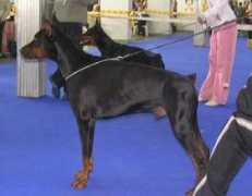 dobermann-review.com Jamata