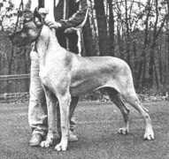 greatdane.ru Jambari