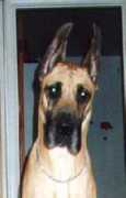 greatdane.ru Jambari