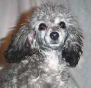 gotdogsonline.com Jamelyn