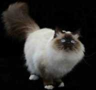 bindurabirman.com Jamican