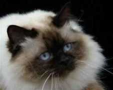 bindurabirman.com Jamican