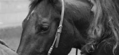 equus.lu Jamilha