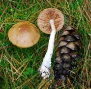 mushroomhobby.com Jamoni