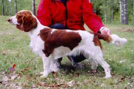 springerspanielit.com Jamonica