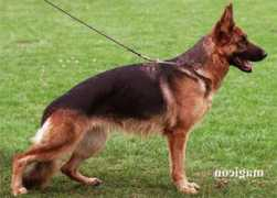 worldclassgsd.com Janara