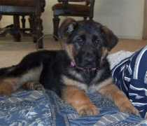 worldclassgsd.com Janara