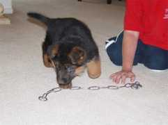worldclassgsd.com Janara