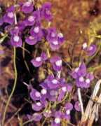 carnivorousplants.org Janarthanam