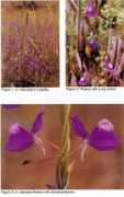 carnivorousplants.org Janarthanam
