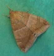 lepidoptera.butterflyhouse.com.au Janata