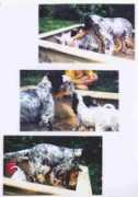 english-setters.at Janaw