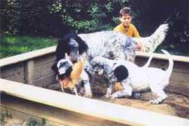 english-setters.at Janaw