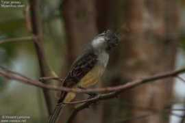 vincent.lemoine.oiseaux.net Janeau