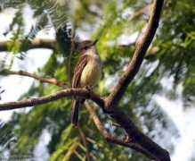 oiseaux.net Janeau