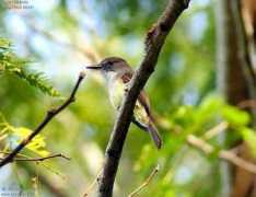oiseaux.net Janeau