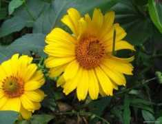 garden-en.com Janeba