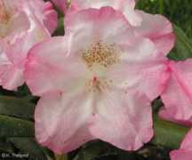 rhodogarden.com Janeck