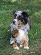 dogzonline.com.au Janetzki