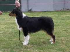 dogzonline.com.au Janetzki