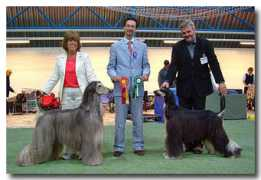 afghanhound.se Jangel