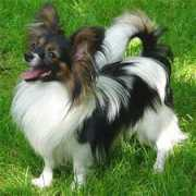schnaus.com Jangelo