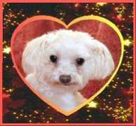 pekeatzurescue.com Jangles