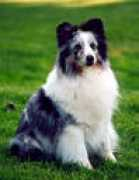 fluffysnow.narod.ru Janike