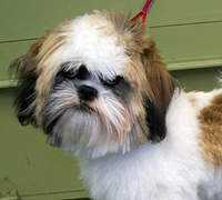 petgroomer.com Janiszak