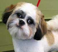 petgroomer.com Janiszak
