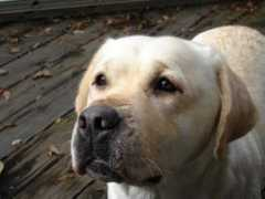kalonkennels.com Janlon