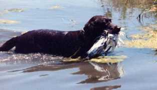 kalonkennels.com Janlon