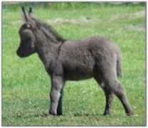 minidonkeys.net Jannielle