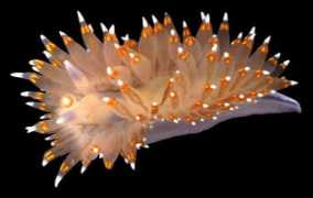 slugsite.us Janol