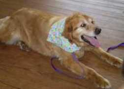 doglivingmagazine.com Janovetz